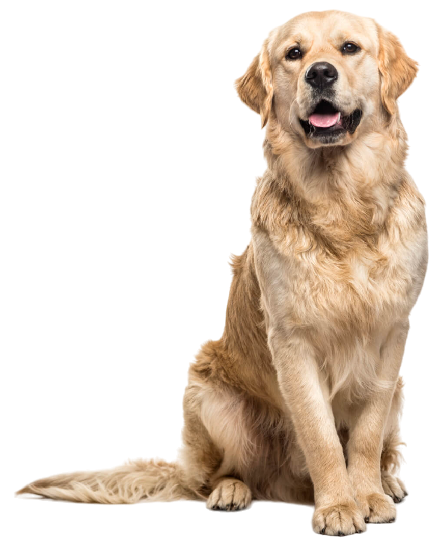 Veterinarian in Metairie, LA